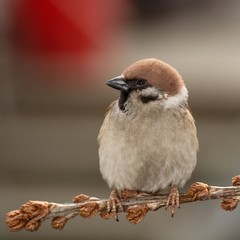 Tree sparrow (Passer montanus) on a branch of buckthorn. East Moravia. Europe.