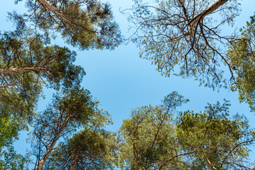Crowns of tall pine trees in the forest against a blue sky in sunny day