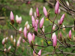 magnolia tree in blossom © Ольга Исакова