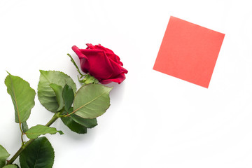 Beautiful bright red rose with red sticker for your text. Valentine day. symbol of love.