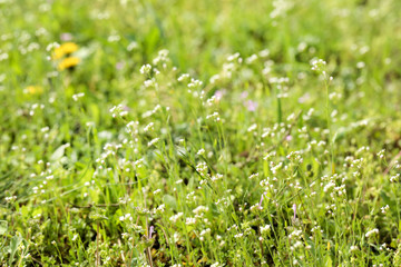 Small white flowers with green grass