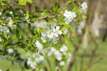 Beautiful blooming flowers on tree branch