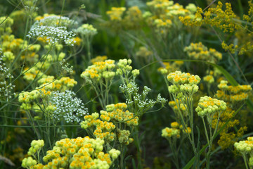 Yellow flowers of herbal plant helichrysum arenarium immortelle on meadow in summer