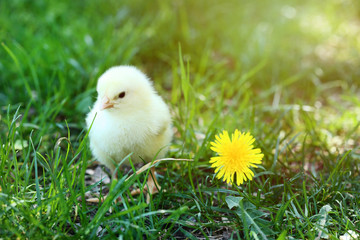 Little chick with yellow flower on green grass © 5second