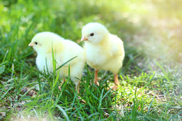 Little chicks on green grass in the park
