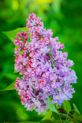 Branch of blossoming lilac on a sunny day close up