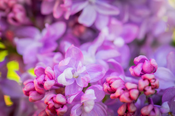 Branch of blossoming lilac on a sunny day close up