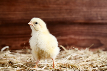 Little chick with hay on wooden background