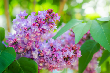 Branch of blossoming lilac on a sunny day close up