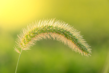 Setaria viridis grass on green background