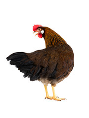 Italian partridge chicken isolated