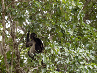 Spider Monkey, Ateles geoffroyi, chooses only ripe fruits in the rainforest, Guatemala