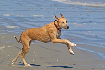 Large crossbreed dog playing on beach