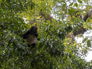 Spider Monkey, Ateles geoffroyi, chooses only ripe fruits in the rainforest, Guatemala