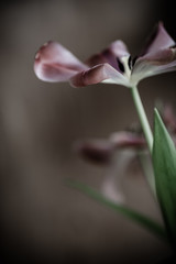 Obraz premium Trauer , Traurigkeit - Verwelkende Tulpe 