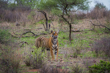 Obraz na płótnie Canvas A male tiger pacman who died in territory fight with another male tiger at ranthambore tiger reserve, India