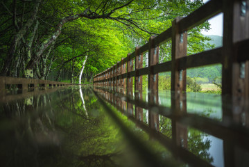 bridge in the forest with reflections
