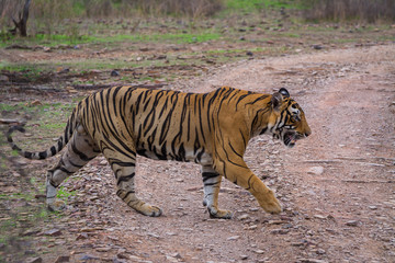 Fototapeta na wymiar A male tiger pacman who died in territory fight with another male tiger at ranthambore tiger reserve, India