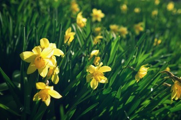 Obraz premium Flowers.