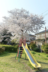 すべり台と桜