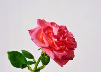Rose on a white background. 