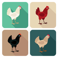 Chicken breeds icon set in flat style with long shadow
