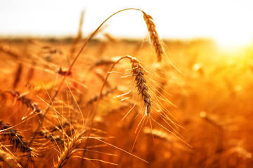 Fototapeta na wymiar Ripe ears of wheat against the day sky. harvest. agribiton