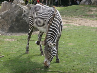 zebra in zoo