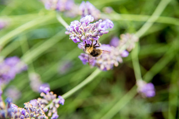 Fototapeta na wymiar Collecting a bumblebee by flowers
