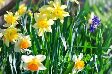 Fototapeta premium Flowers.