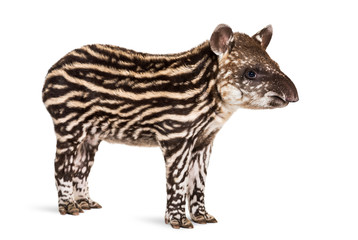 Month old Brazilian tapir standing in front of white background