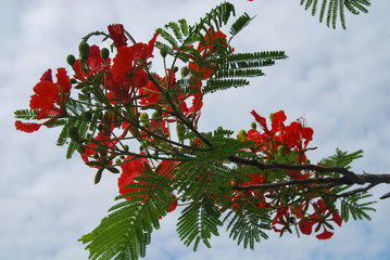 Royalty high quality free stock photo phoenix flowers with water droplets after the rain, summer symbol, tropical flowers. Brightly colored style