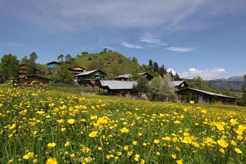 flowering meadows and village landscapes.savsat/artvin/turkey 