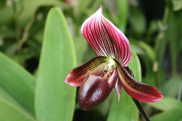 Obraz premium close-up of a blossom of an orchid