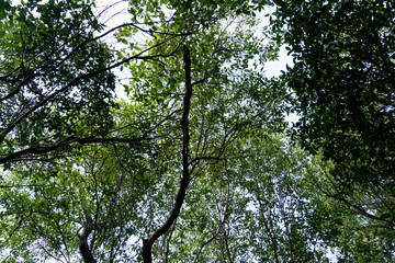 Looking from the bottom to the top of the tree to sky. Mangrove forest.
