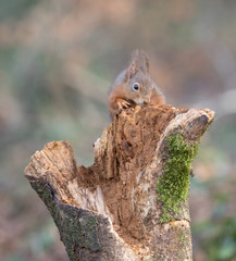 squirrel on tree