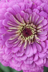 Blossom of a pink dahlia in full bloom