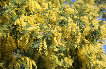 background with yellow mimosa flowers bloomed in spring