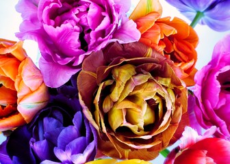 Panele Szklane  Kolorowe tulipany w stylu vintage