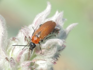beetle in flower