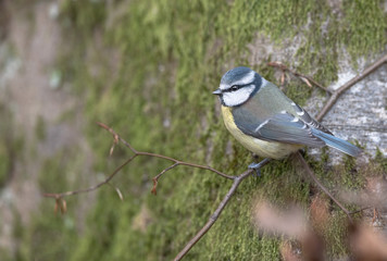 Blue tit