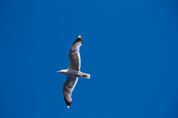 A seagull plows the blue sky
