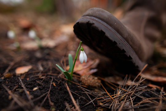Human foot stepping on a snowdrop in the forest