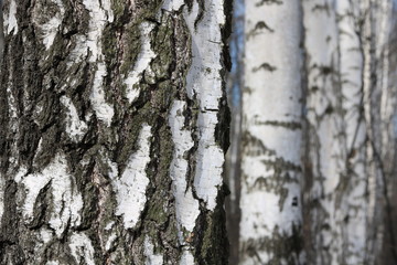 Black and white birch trees with birch bark in birch forest among other birches
