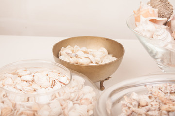 sea shells on a vase