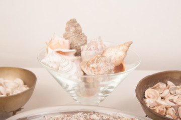 sea shells on a vase