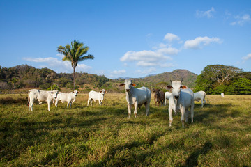 Zebu Cattle in pasture.Pacific coast near Samara, Costa Rica