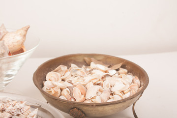 sea shells on a vase