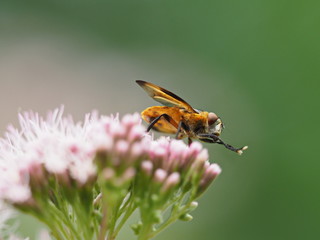 Gelbe Fliege auf Wasserdost