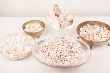 sea shells on a vase